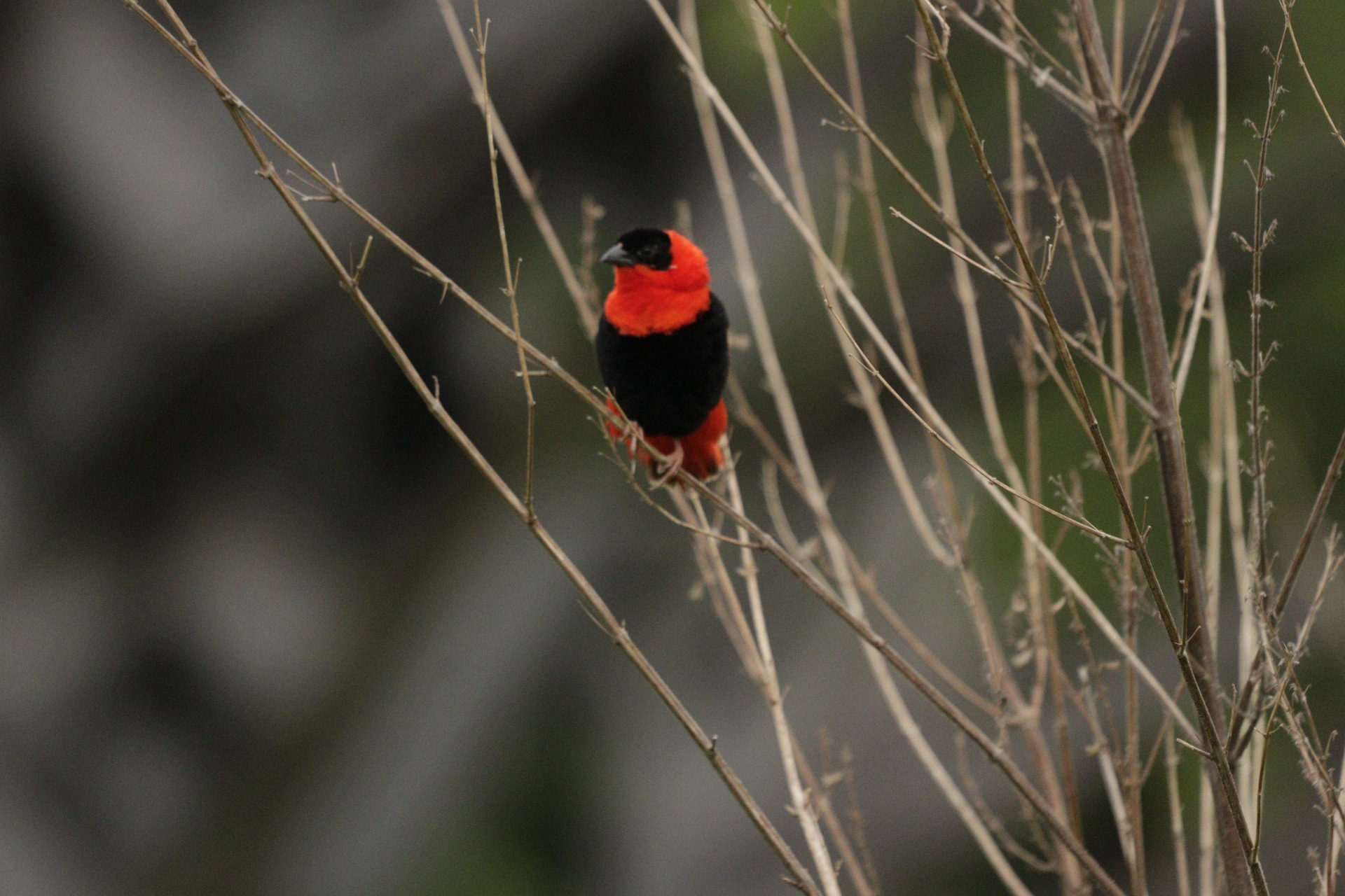 Portrait d’un oiseau rouge et noir éclatant